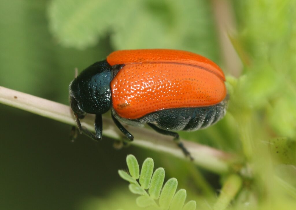 ශ්‍රී ලංකාවේ අංකුර ජීව විද්‍යාඥයින් iNaturalist සමඟ සම්බන්ධ වේ