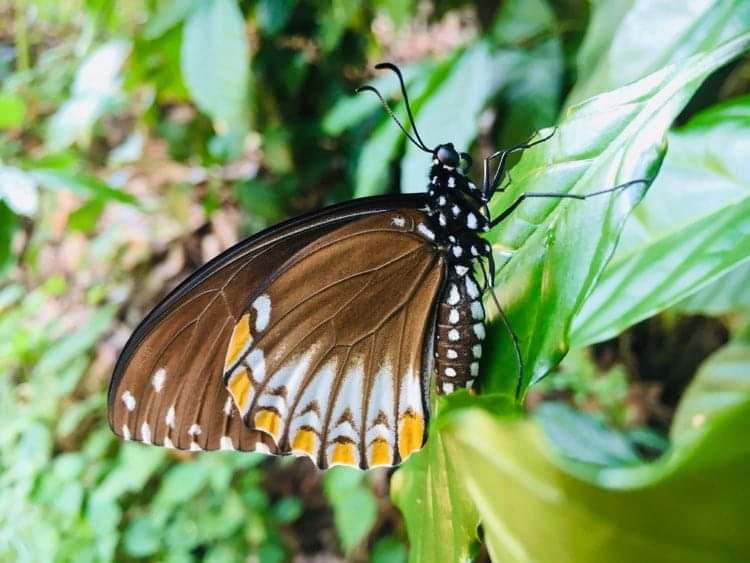 රැවටිලි පැපිලියාගේ ජීවන චක්‍රය