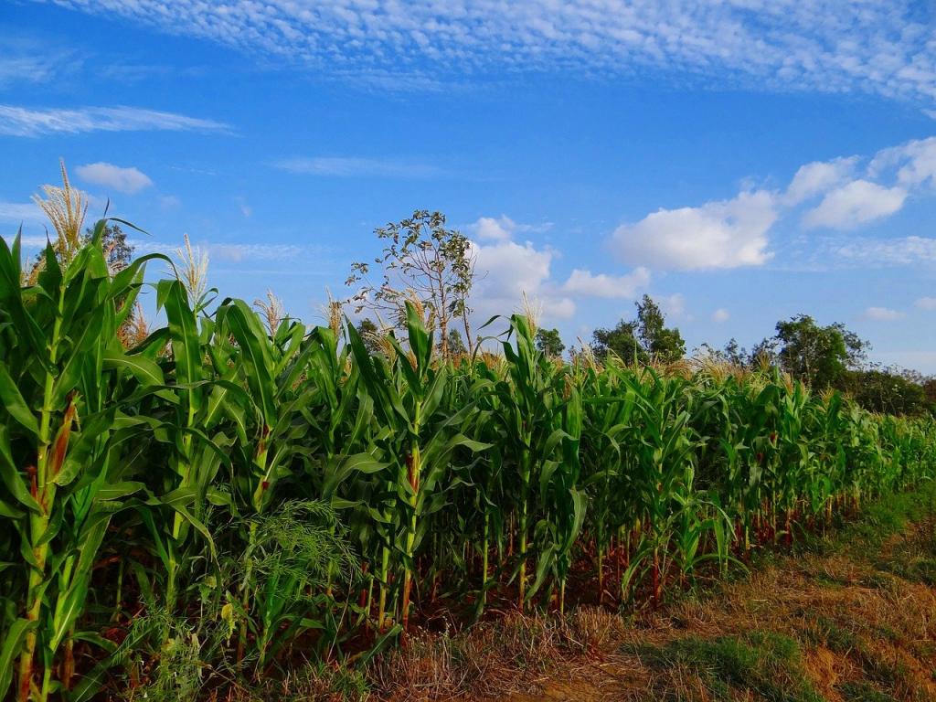 ගෝලීය භෝග 40%ක් පළිබෝධකයන් හේතුවෙන් අහිමි වේ