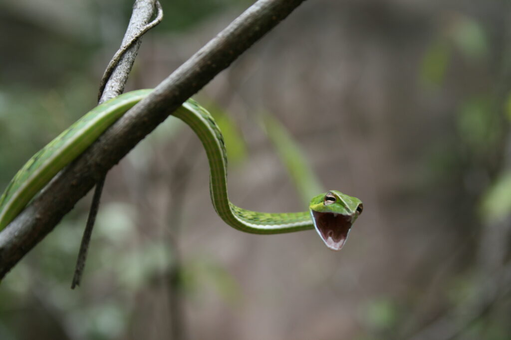 ලෝක සර්ප දිනය- ජුලි 16