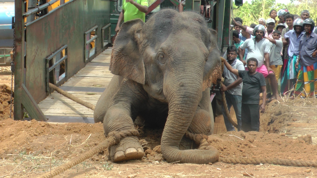 හොරොව්පතාන අලි රැඳවුම් මධ්‍යස්ථානයේදී මියගිය අලි 16 දෙනාගෙන් 10ක්ම  මියගොස් ඇත්තේ මන්දපෝෂණයෙන් බව මරණ පරීක්ෂණ වාර්තා මගින් තහවුරු වේ