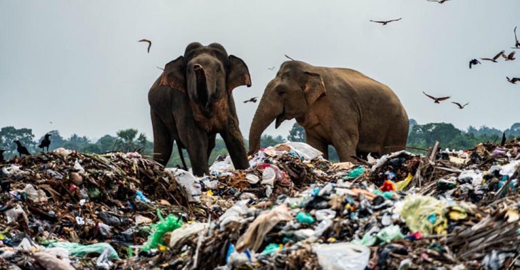 ආසියා පැසිෆික් කලාපයේ ගොඩබිම සහ මිරිදිය සත්ත්ව විශේෂයන් ප්ලාස්ටික් දූෂණයෙ බලපෑමට ලක්ව ඇත