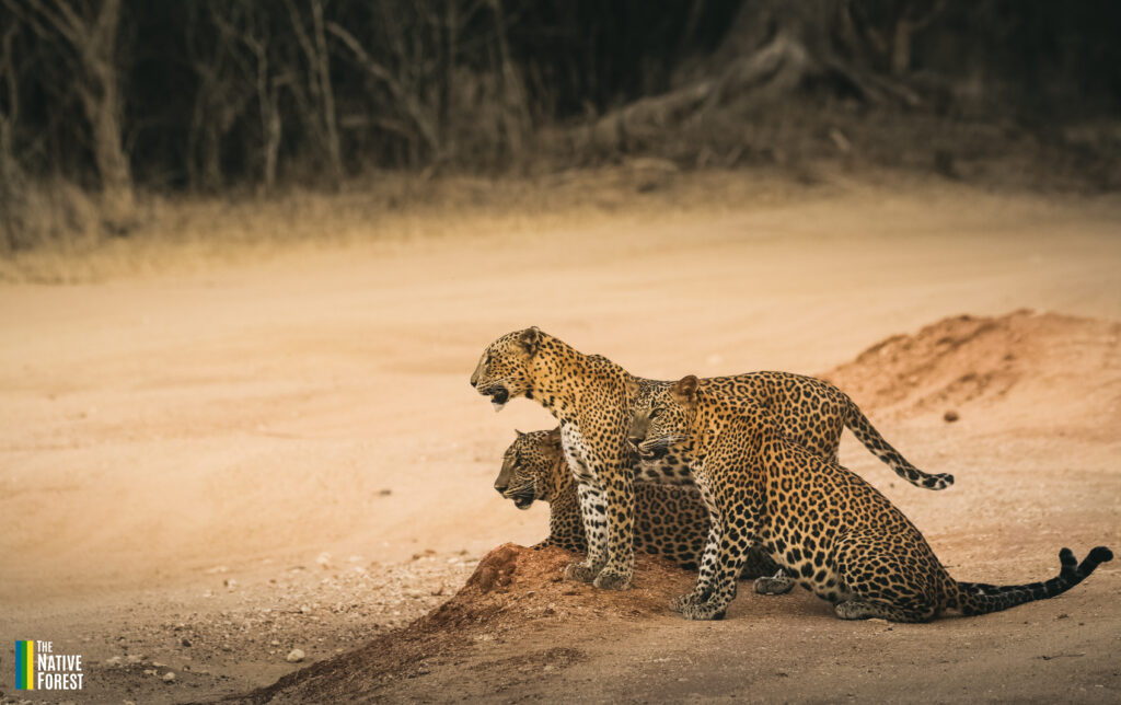 ජාත්‍යන්තර සත්ත්ව දිනය- ඔක්තෝබර් 04