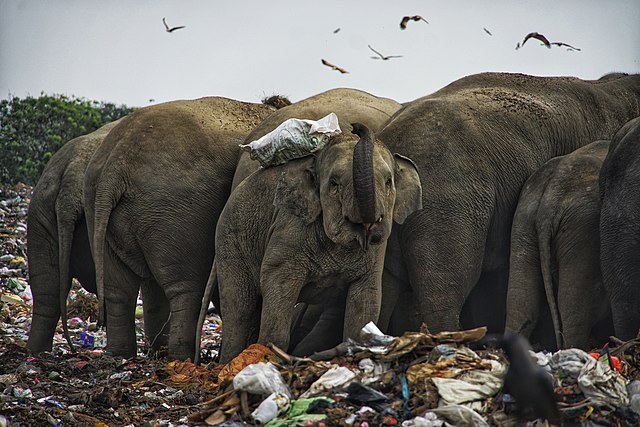 නිමා නොවන අලි – මිනිස් ගැටුම