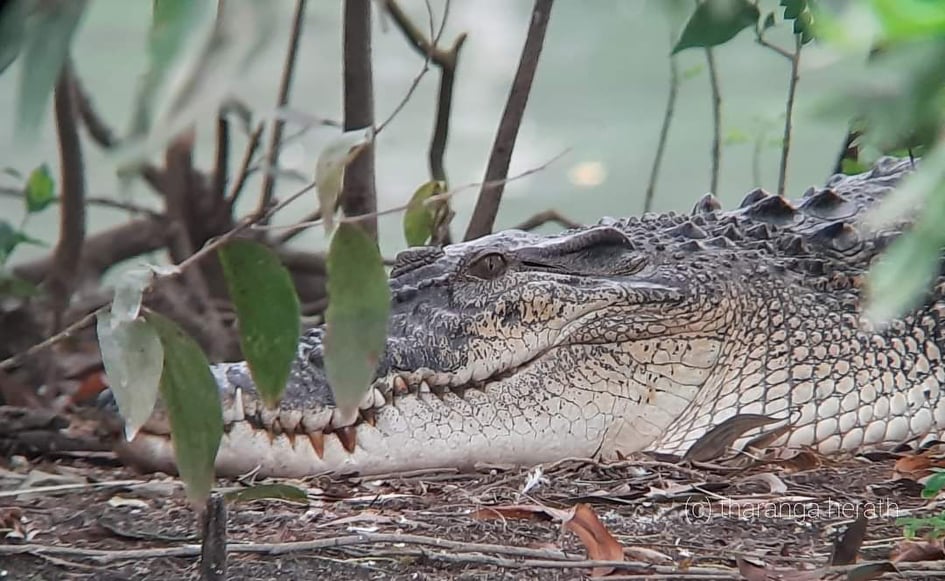 කොළඹ කළඹන ගැට කිඹුලා