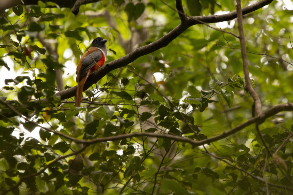 ලංකාවට පැමිණ සිටින කුරුළු අමුත්තෝ 