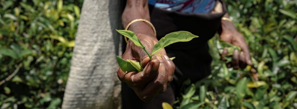 ශ්‍රී ලංකාවේ බලහත්කාර කාබනික සංක්‍රාන්තිය එහි තේ කර්මාන්තය අඩපණ කළ ආකාරය