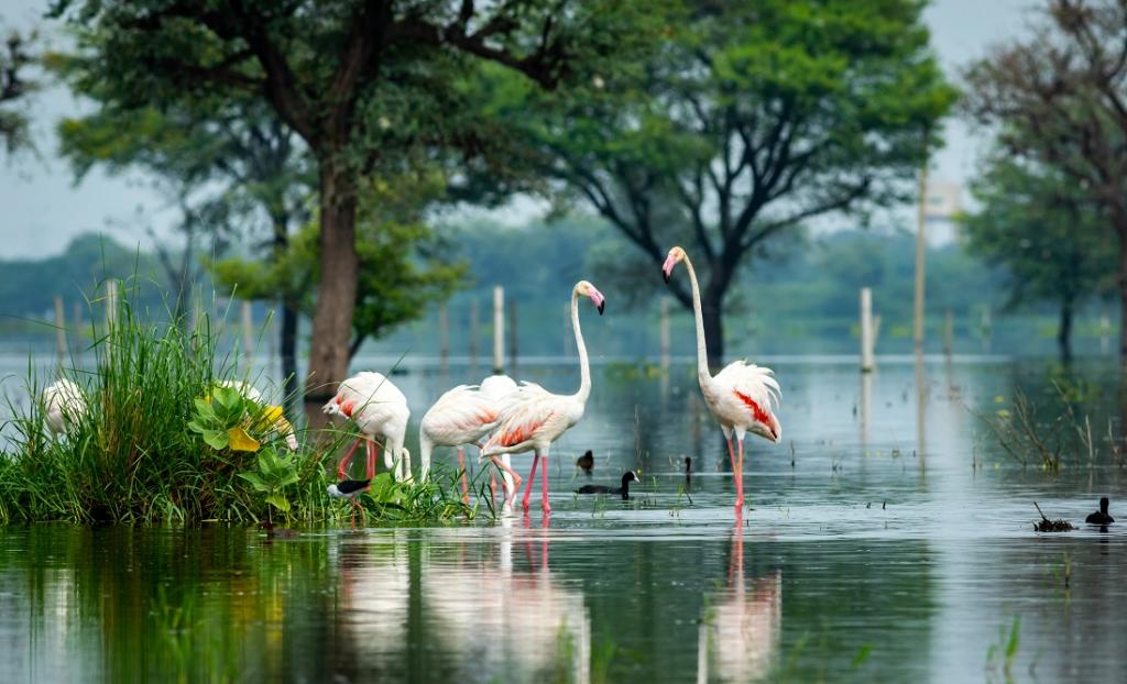 COP14: රැම්සාර් අඩවි ලැයිස්තුවට ඇතුළත් තෙත් බිම්වලින් 75% ක් පිළිබඳ තොරතුරු යල් පැන ගොස් ඇත 